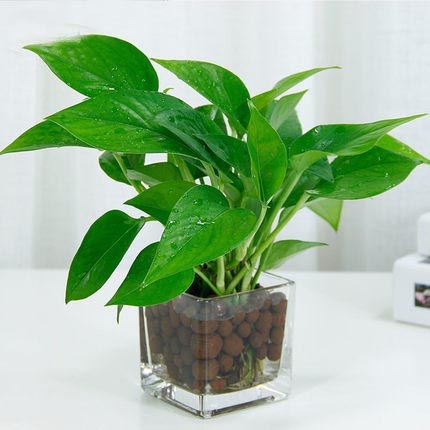 小綠蘿銅錢草水培植物綠植盆栽辦公室桌面內(nèi)盆景